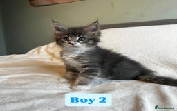 Maine Coon cats for sale: Maine Coon Kittens for Sale TICA  3 Boys & 2 Girls - Image 13