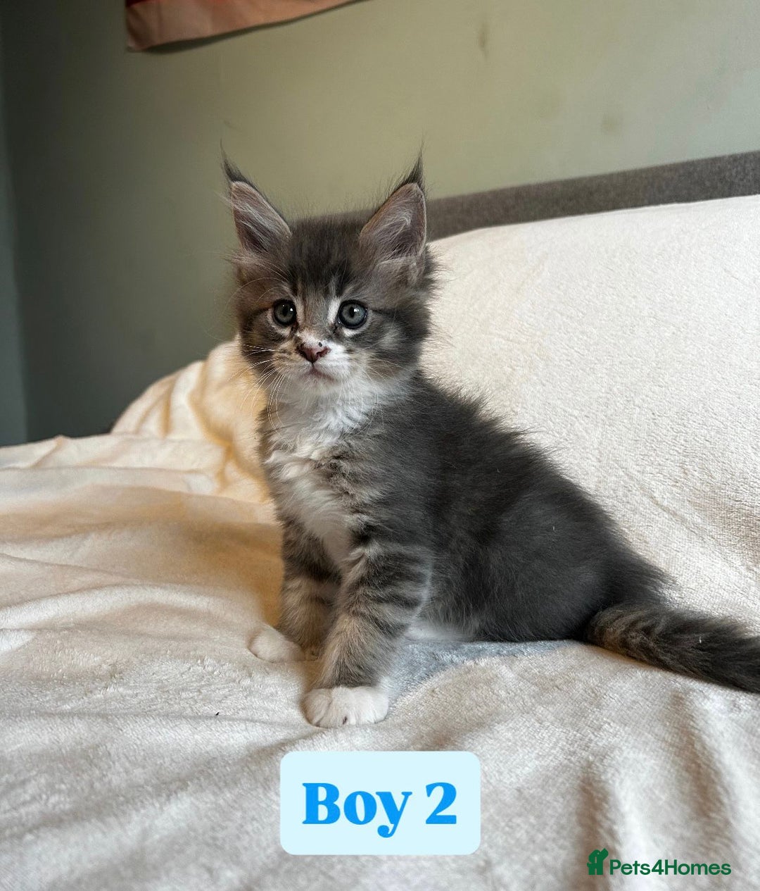 Maine Coon cats for sale: Maine Coon Kittens for Sale TICA  3 Boys & 2 Girls - Image 13