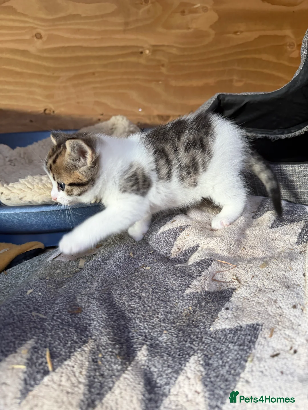 Mixed Breed cats for sale: Kittens  in Bordon - Advert 6