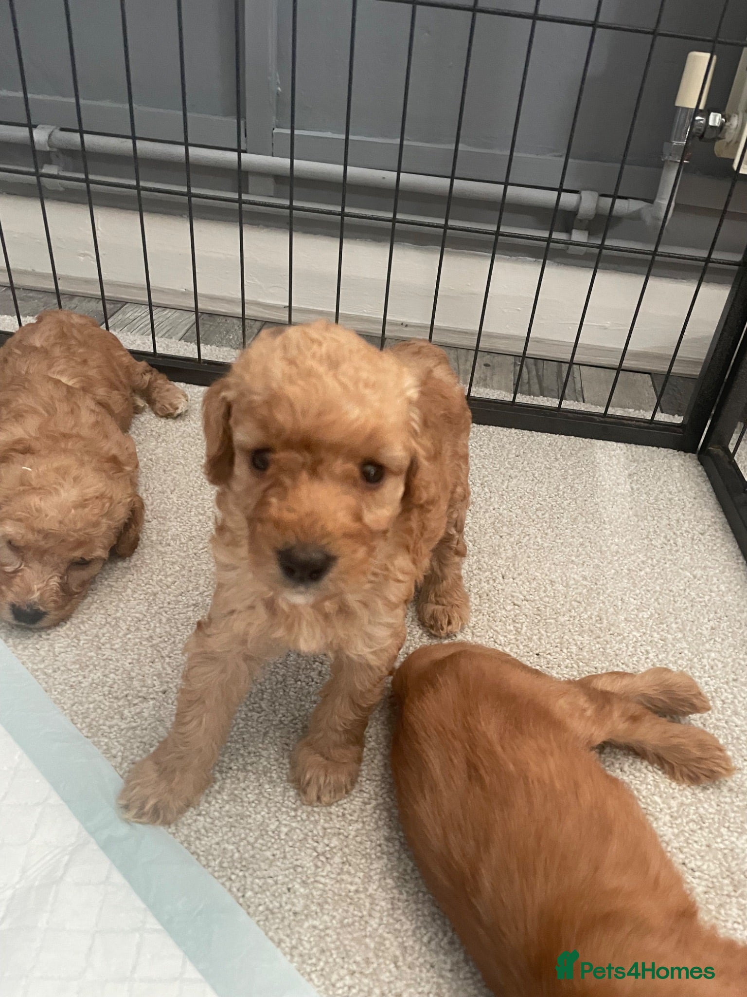 Cockapoo dogs Beautiful F1 cockapoos - Advert 2