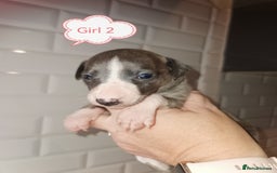 Whippet dogs for sale: Lovely petite whippets for sale  - Image 6