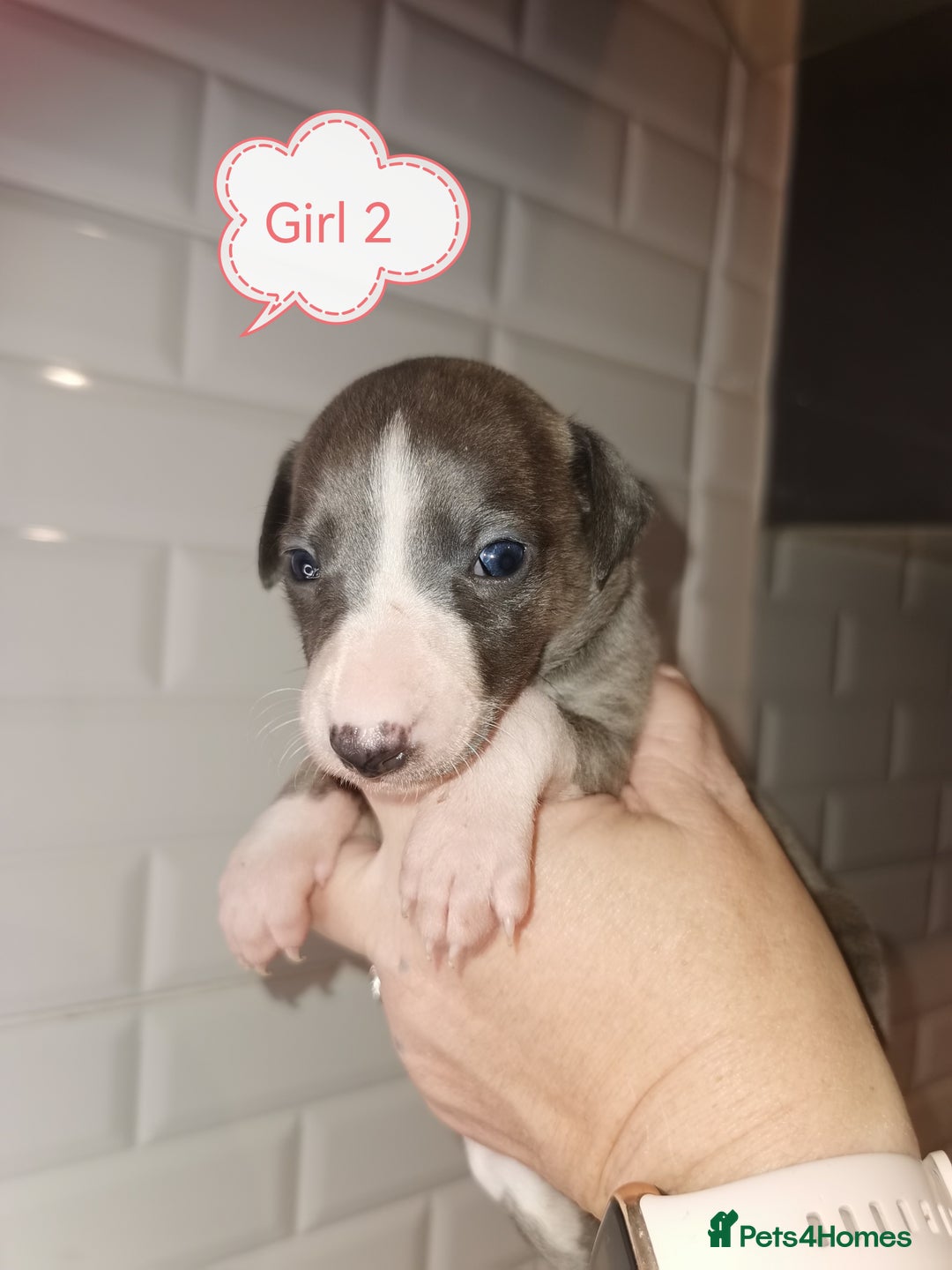Whippet dogs for sale: Lovely petite whippets for sale  - Image 6