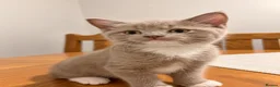 British Shorthair cats for sale: 5 beautiful BSH x Ragdoll kittens  - Advert 17