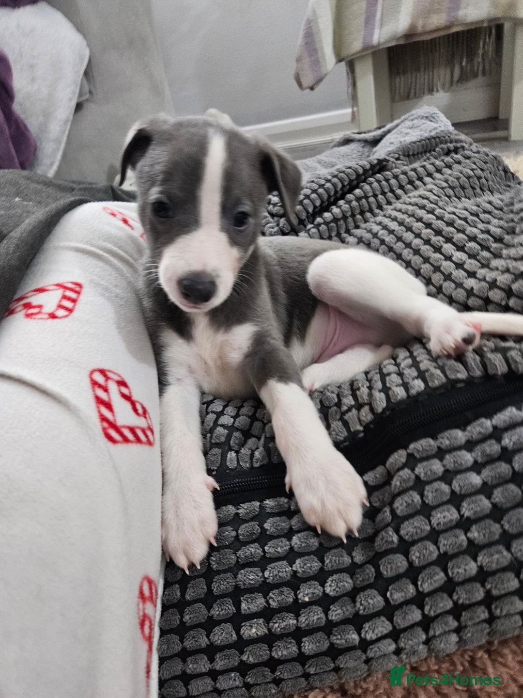 Whippet dogs for sale: KENNEL CLUB WHIPPETS  - Advert 35