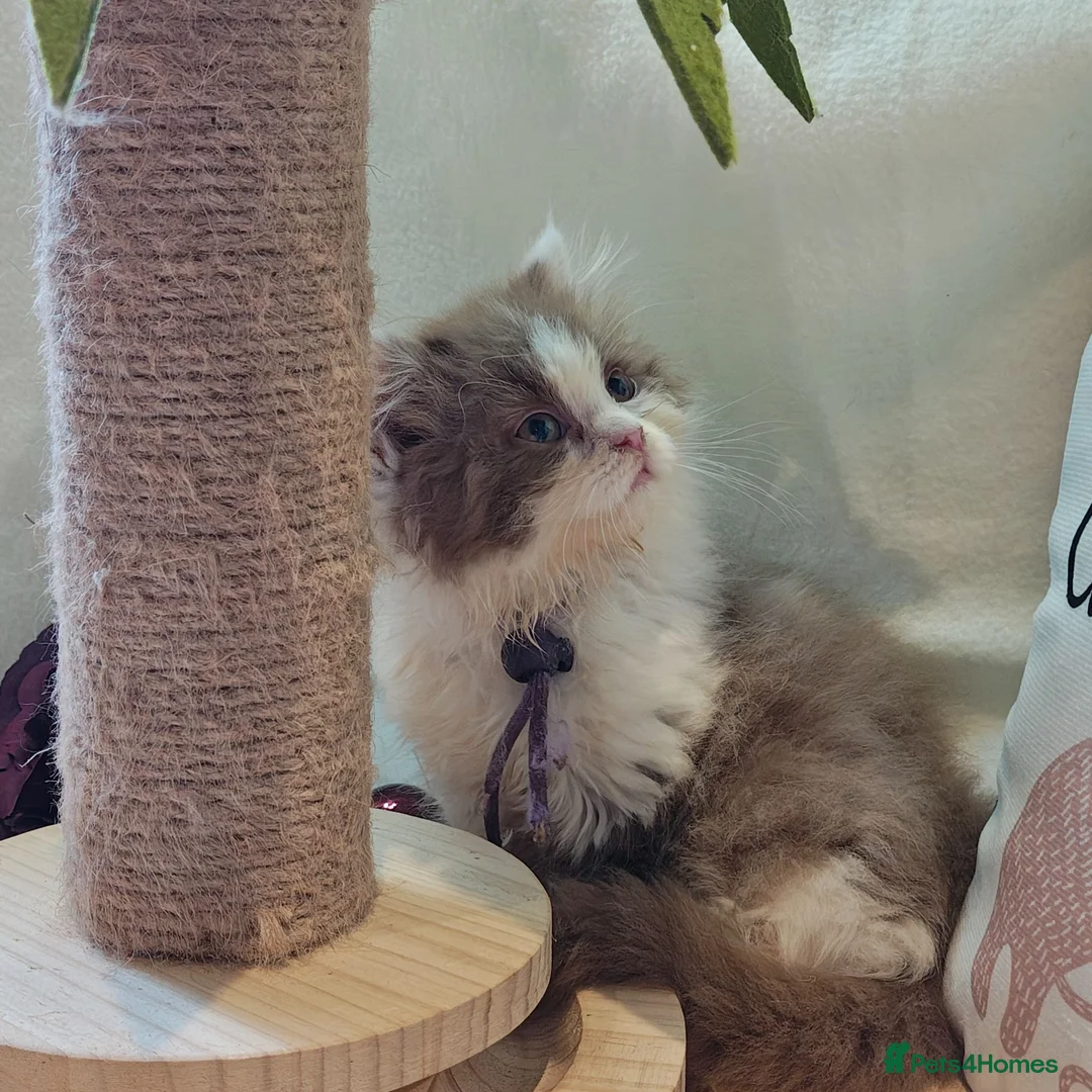 British Longhair cats for sale: British longhair boys  - Advert 1