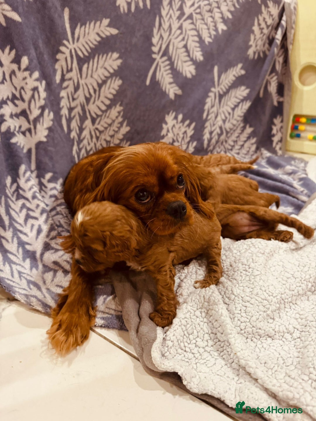 Cavapoo dogs for sale: A wonderful litter of 6 red teddy cavapoos  - Advert 12