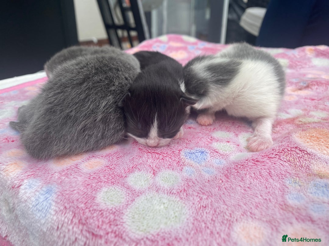 RagaMuffin cats for sale: 🐾 **Charming Ragdoll-Kittens for Adoption!** 🐾 - Image 1