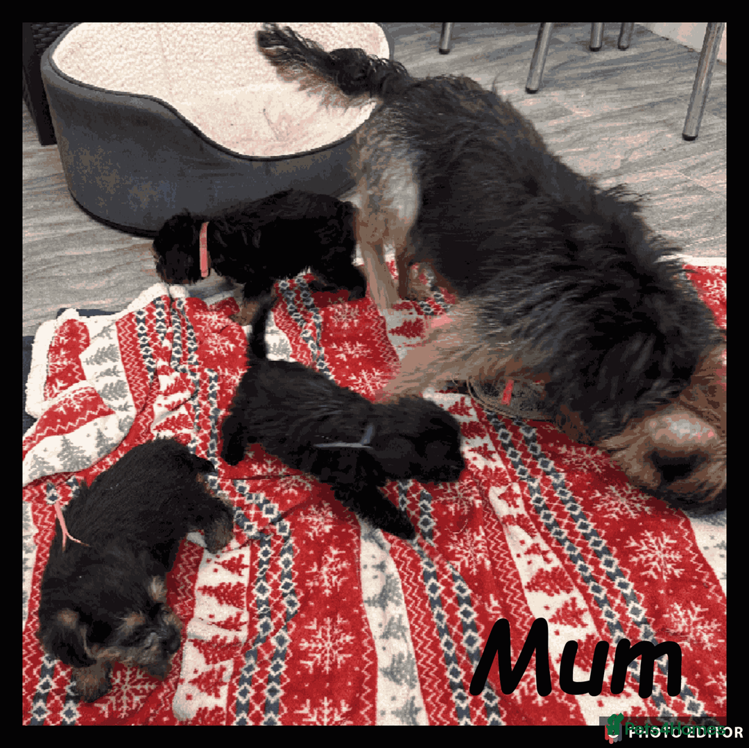 Mixed Breed dogs for sale: Beautiful Borderpoo Puppies – Ready 24th August - Image 29