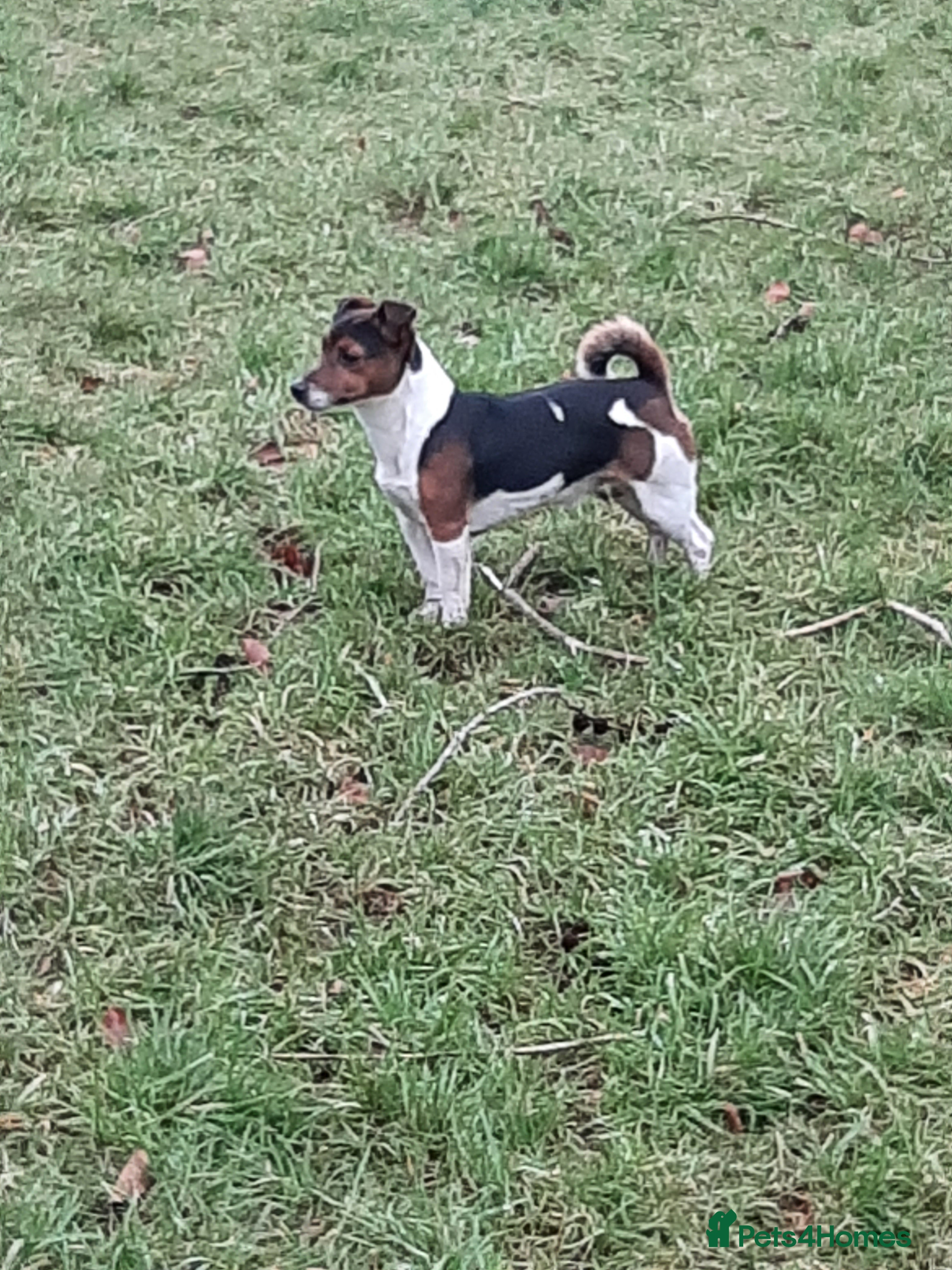 Jack Russell dogs Tri coloured Jackrussell for stud in Ossett - Advert 5
