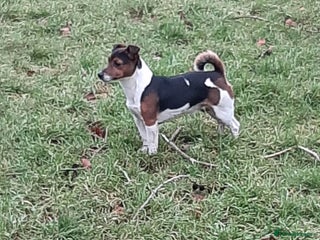 Jack Russell dogs in Ossett - Advert 1