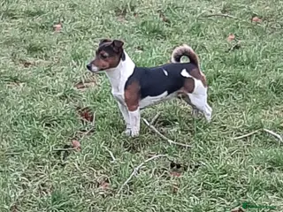 Jack Russell dogs Tri coloured Jackrussell for stud in Ossett - Advert 8