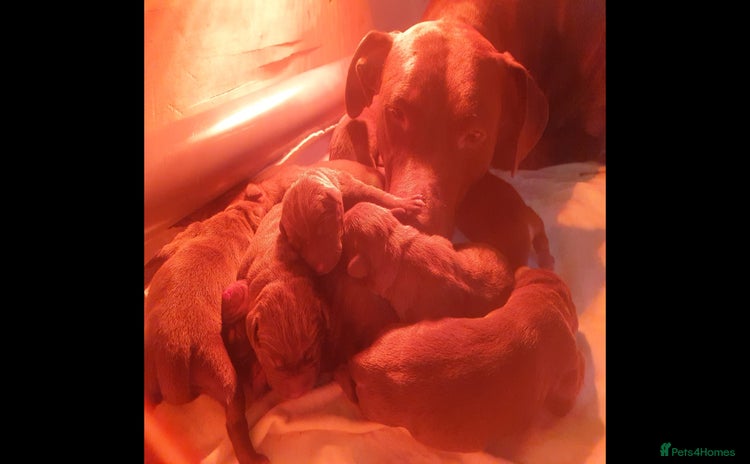 Mixed Breed dogs - Advert 7