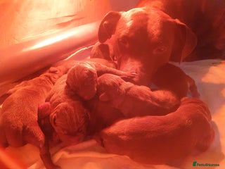 Mixed Breed dogs - Advert 1