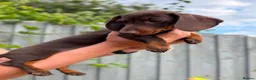 Miniature Dachshund dogs for sale: *KC Reg Miniature Dachshund Puppies available * - Advert 5