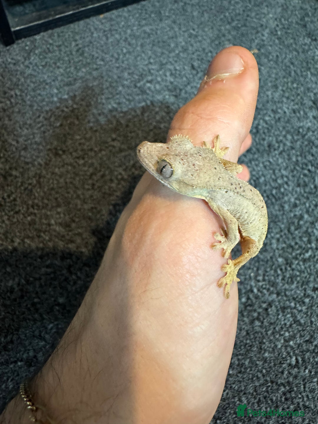 Gecko reptiles for sale: Baby crested geckos for sale  - Advert 7
