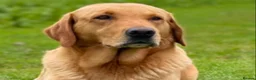 Labrador Retriever dogs for sale: KC Registered Red Fox Labrador Puppies - Advert 18