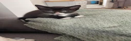Mixed Breed cats for sale: Beautiful female black and white/tuxedo kitten - Advert 2