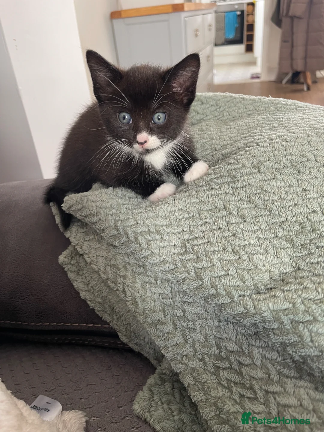 Mixed Breed cats for sale: Beautiful female black and white/tuxedo kitten - Advert 2
