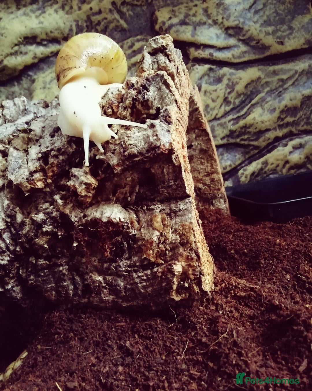Slugs invertebrates for sale: Albino Achatina Fulica - Image 10
