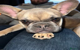 French Bulldog dogs for sale: Female French bulldog  - Image 2