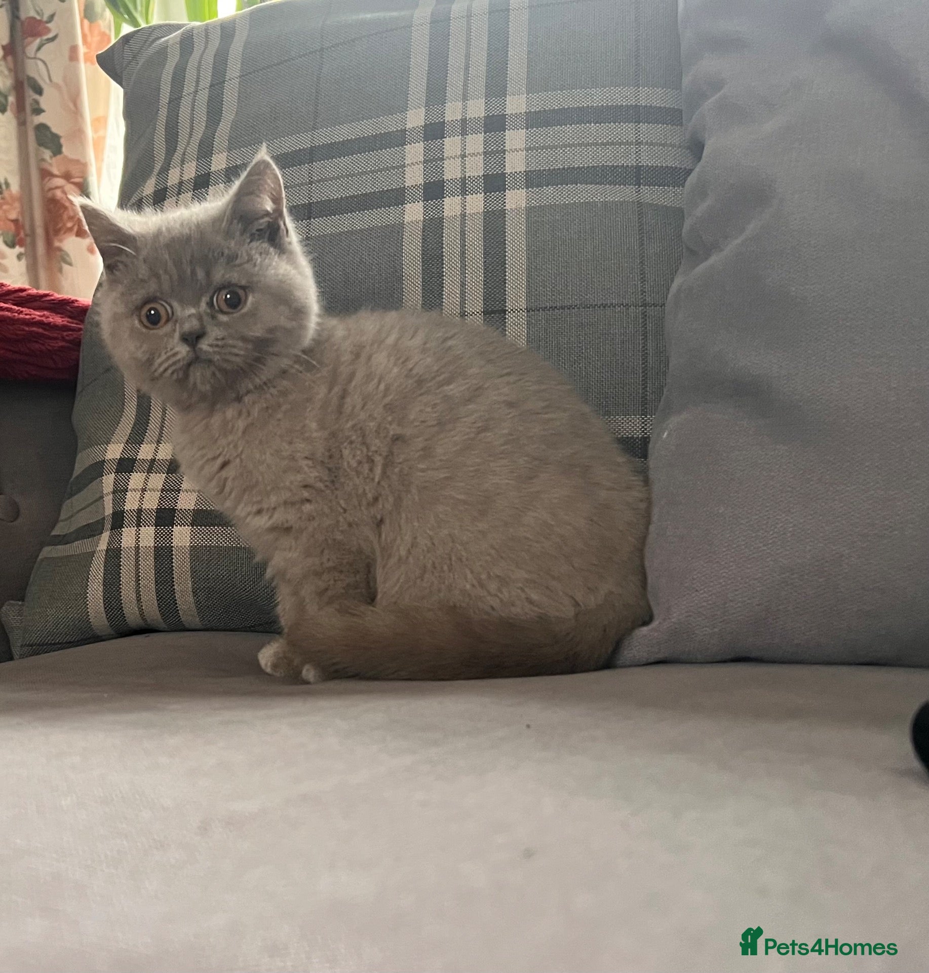 Scottish Fold cats 🐾Beautiful Scottish Fold and Straight 🐾 - Advert 8