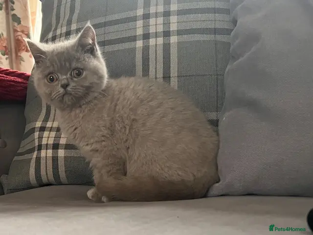 Scottish Fold cats 🐾Beautiful Scottish Fold and Straight 🐾 - Advert 2