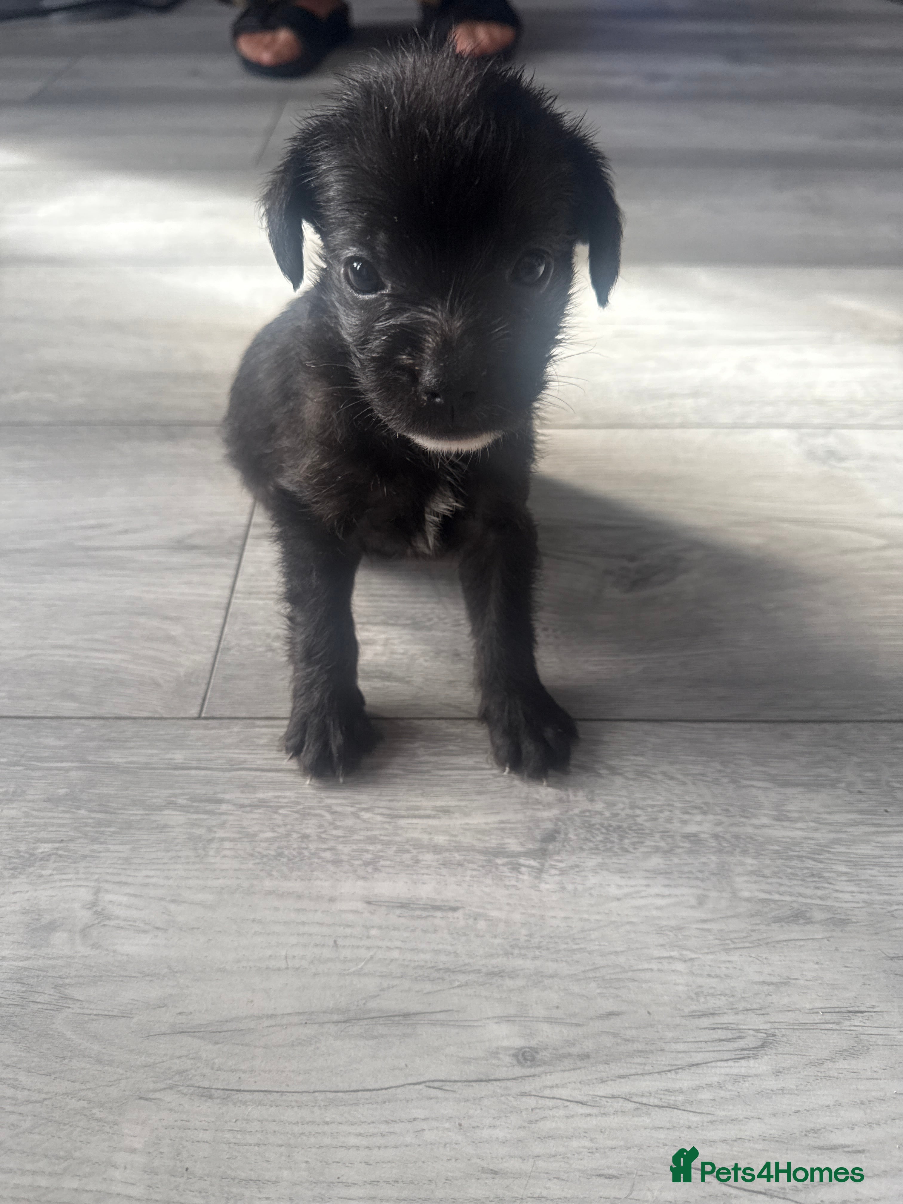Mixed Breed dogs French bulldog x cockapoo - Advert 2