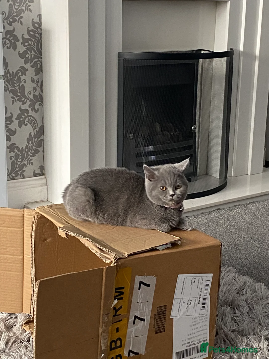 British Shorthair cats for sale: Active British shorthair cat - Advert 2