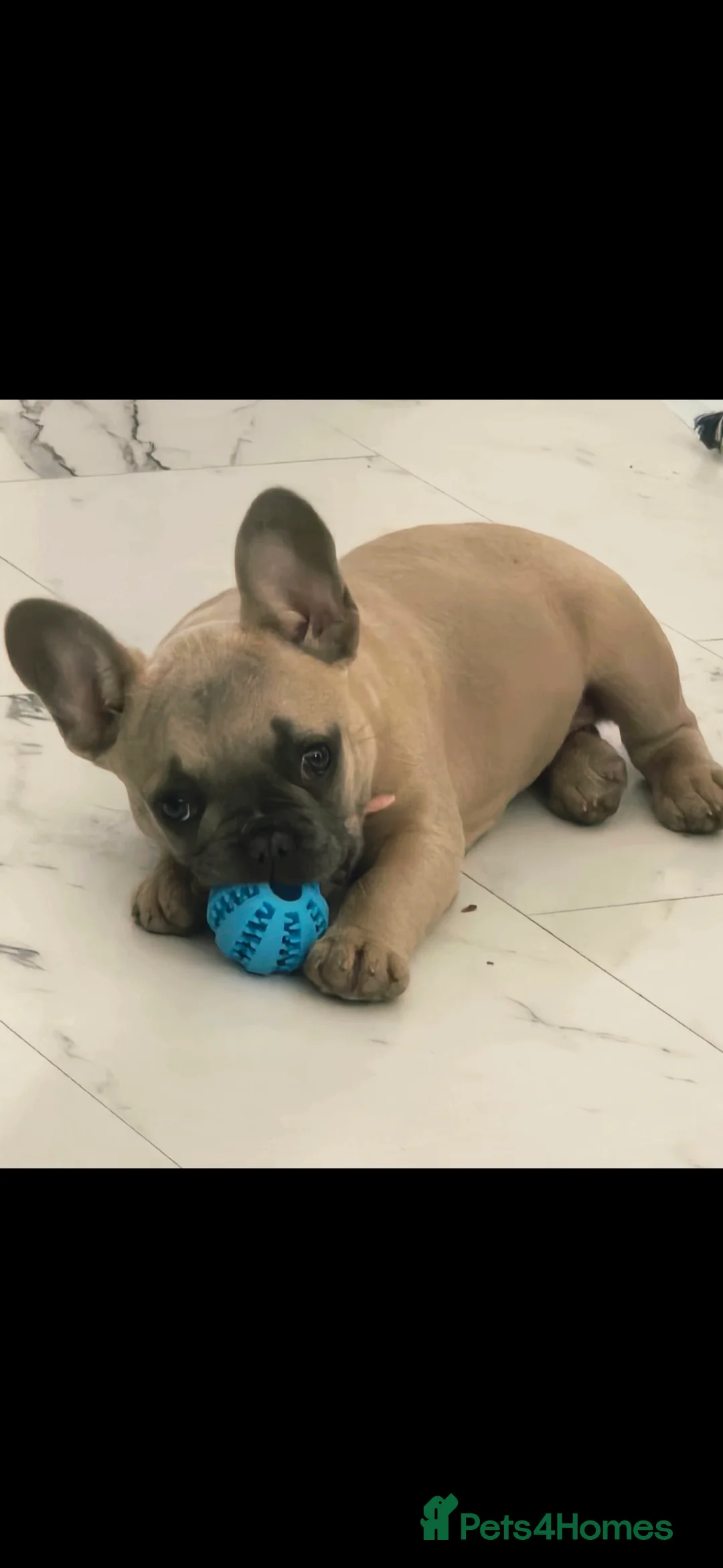 French Bulldog dogs for sale: Fawn french bulldog  - Advert 2