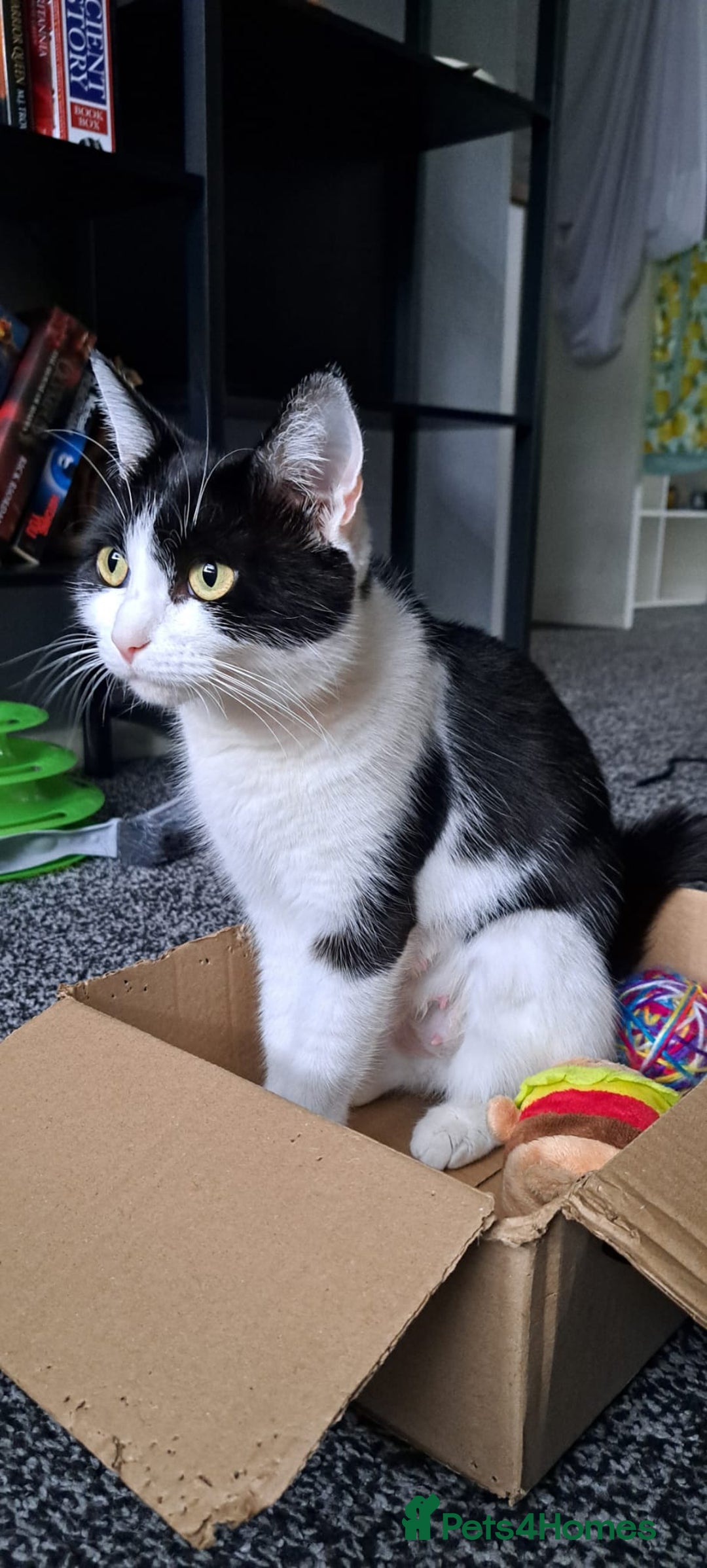Mixed Breed cats for sale: 3 GORGEOUS kittens for sale  - Image 3