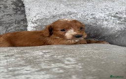 Cockapoo dogs for sale: Gorgeous babies 🥰 - Image 8