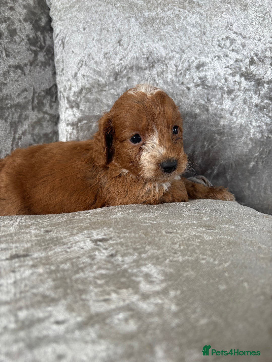 Cockapoo dogs for sale: Gorgeous babies 🥰 - Image 8