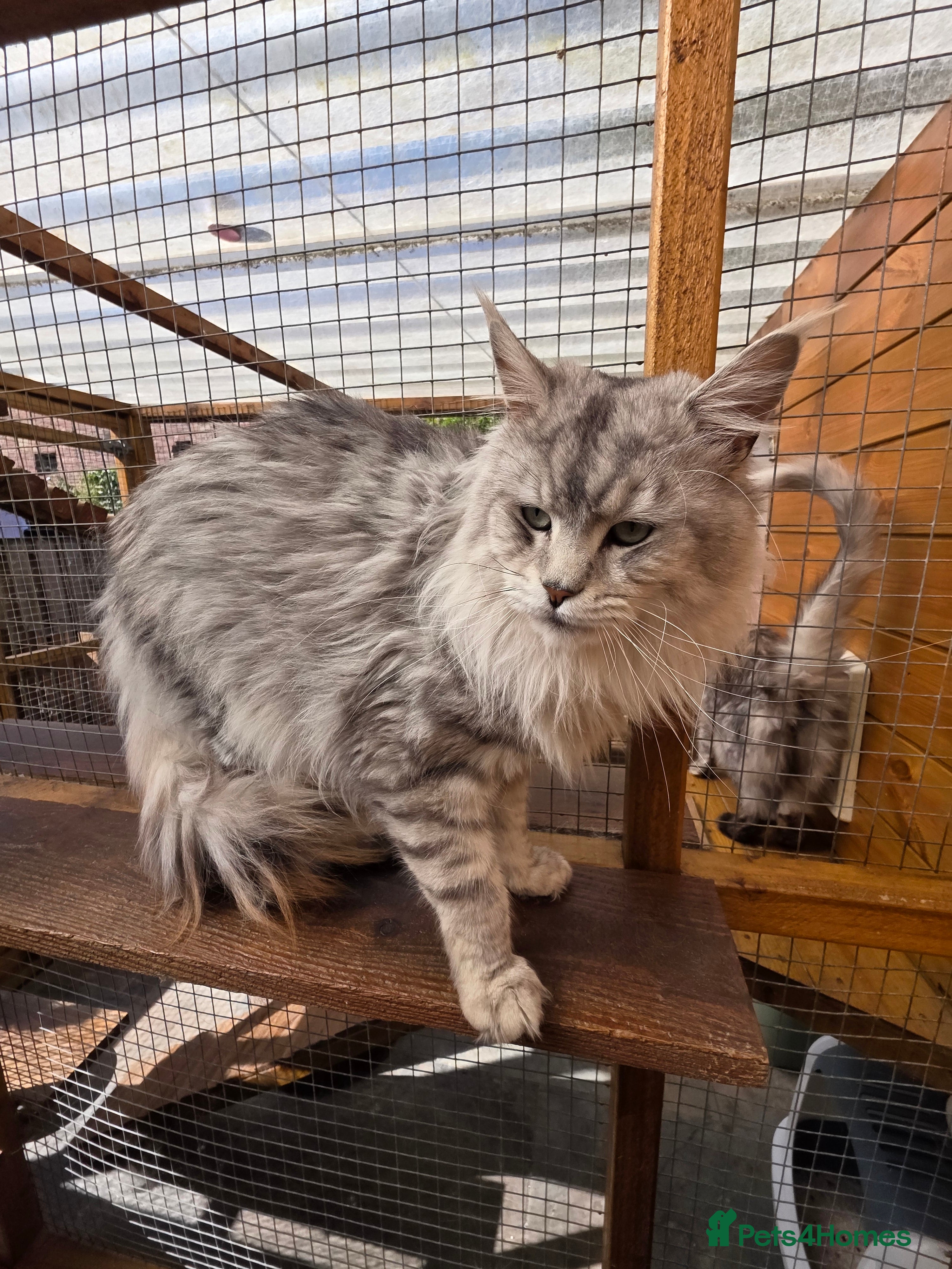 Maine Coon cats Pedigree TICA Maine Coon Kittens  - Advert 15