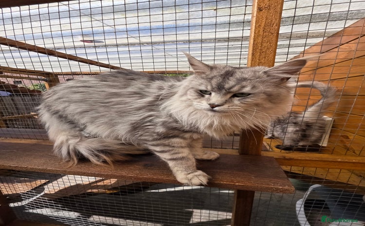 Maine Coon cats - Advert 15