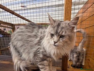 Maine Coon cats - Advert 3