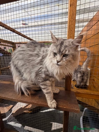 Maine Coon cats - Advert 1