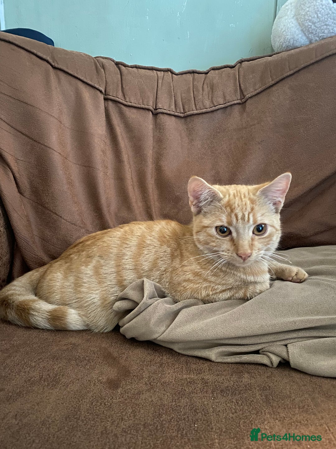 Mixed Breed cats for sale: Female kitten  - Image 2