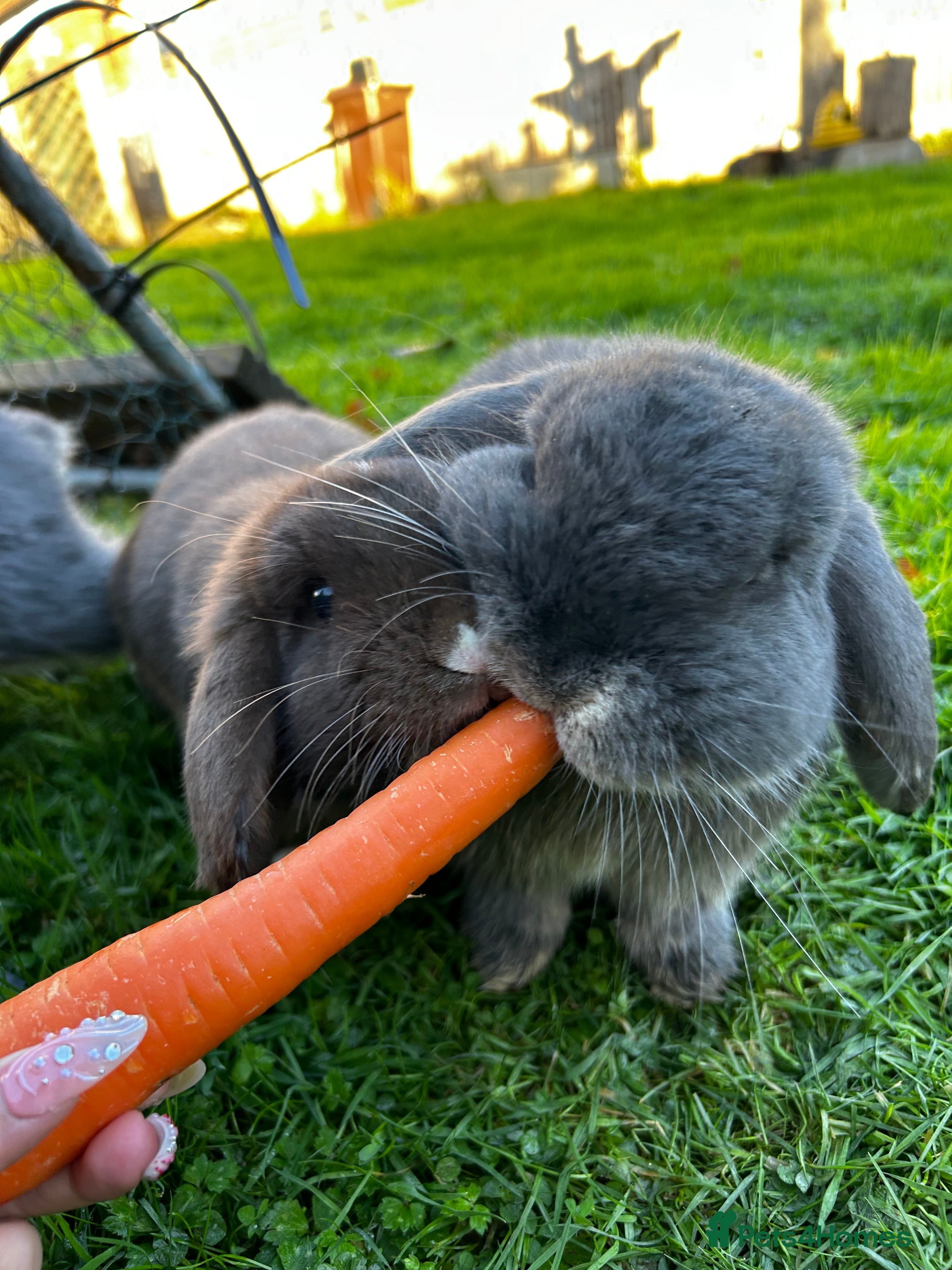 English Lop rabbits two bonded rabbits  - Advert 1