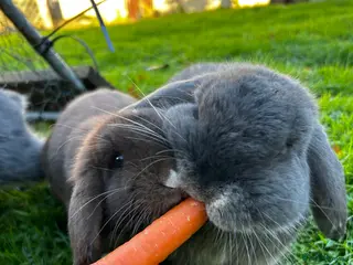 English Lop rabbits two bonded rabbits - Advert 1