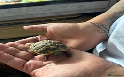Hermann Tortoise reptiles for sale: Ninja the tortoise - Image 2