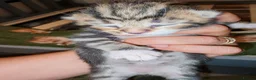 Mixed Breed cats for sale: Born Tuesday 7th July 🤍 - Advert 6