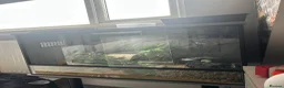 Leopard Gecko reptiles for sale: Leopard gecko aptor and vivarium in Southampton - Advert 4
