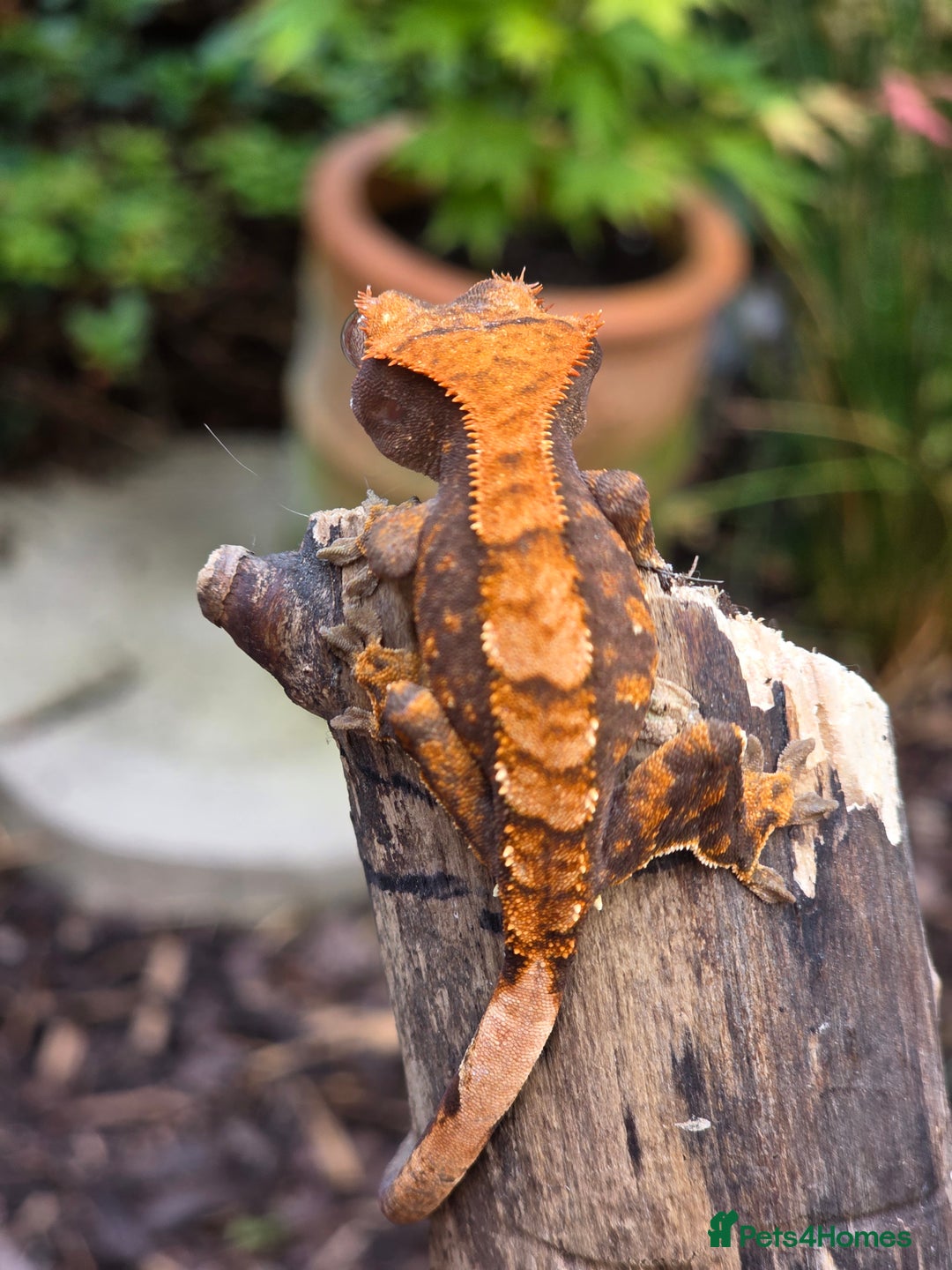 Gecko reptiles for sale: Crested geckos  - Image 10