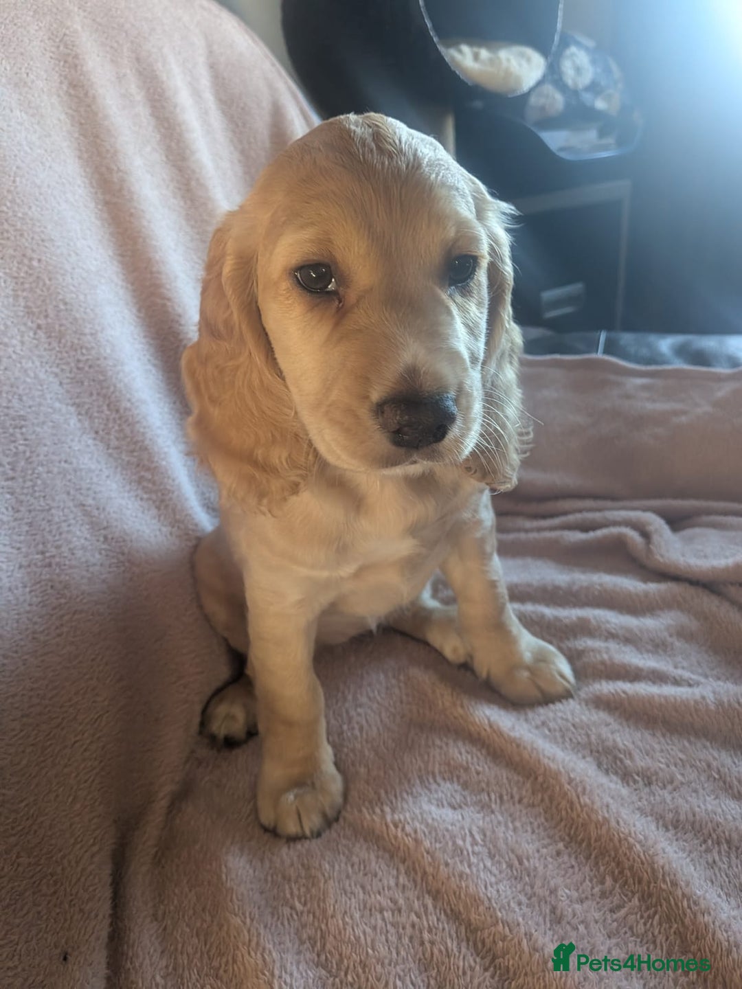 Cocker Spaniel dogs for sale: Cocker spaniels  - Advert 9