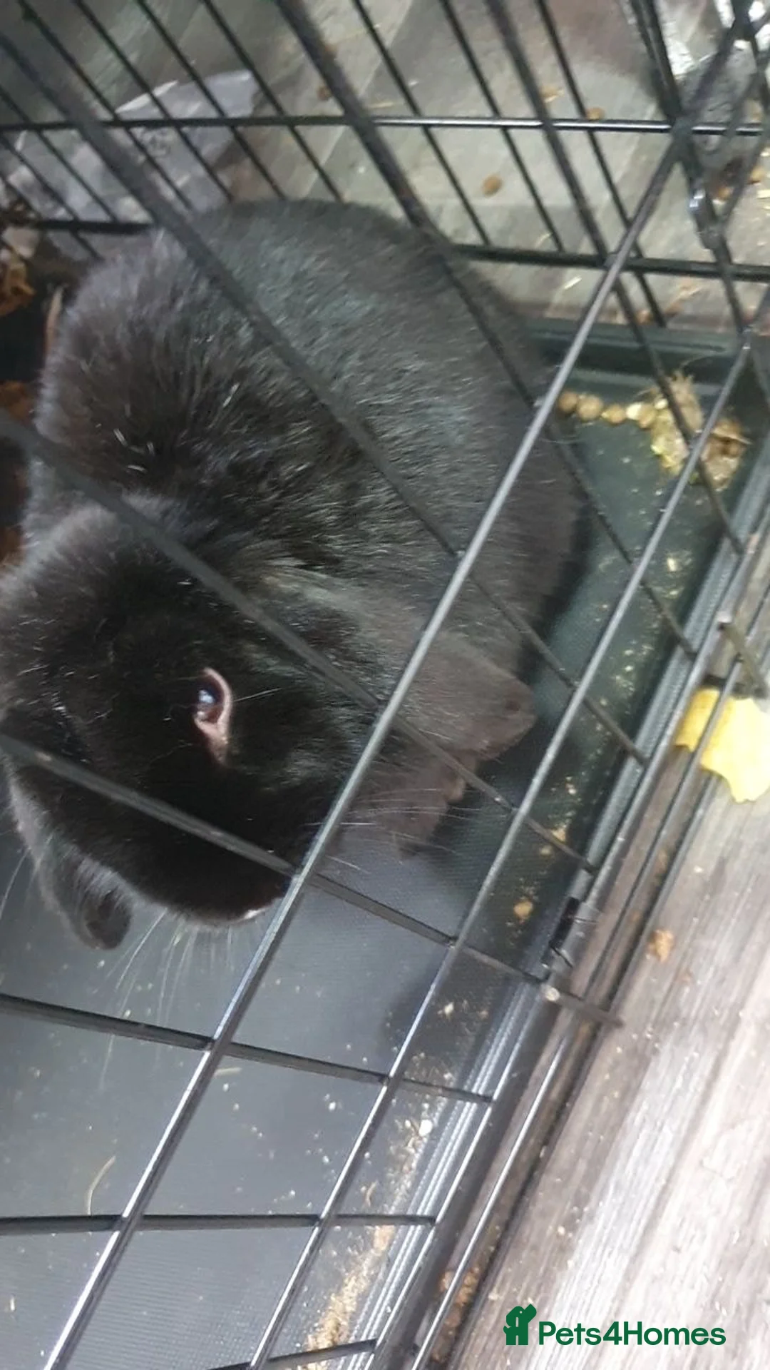 Mixed Breed rabbits for sale: Black rabbit for sale  - Advert 2