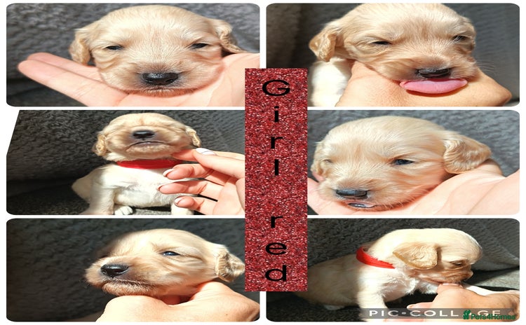 Mixed Breed dogs - Advert 8
