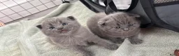 British Shorthair cats for sale: Two Female Grey British Short hair kittens  - Advert 3