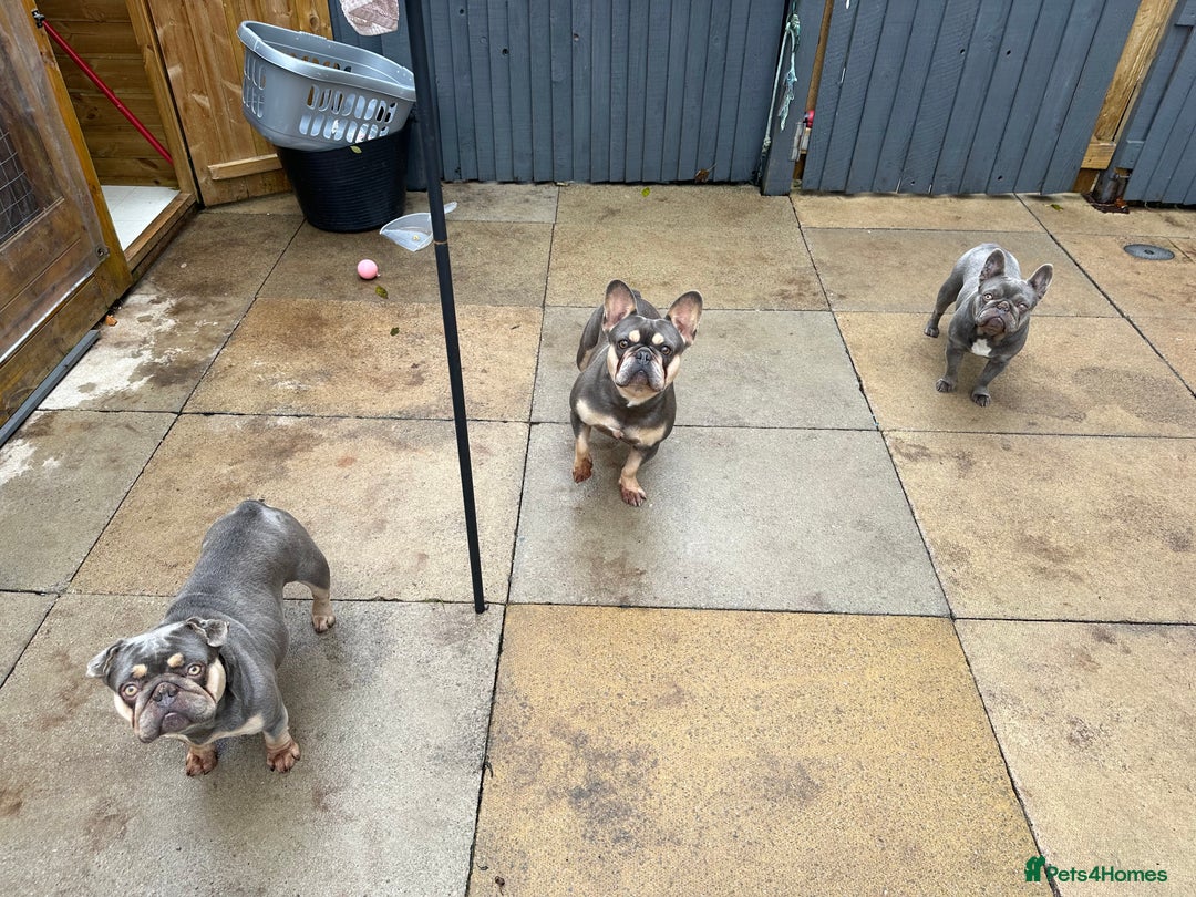 French Bulldog dogs for sale: Beautiful frenchies  - Advert 2