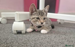 Mixed Breed cats for sale: Adorable kittens in London(SE18)😻💓😻 - Image 9