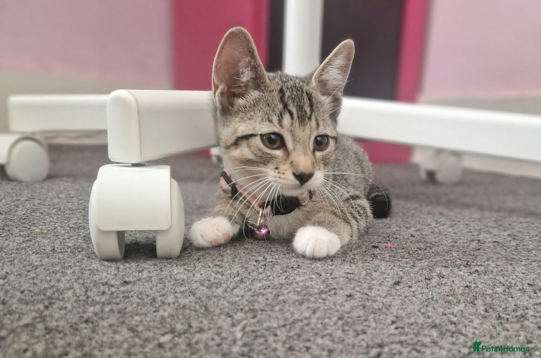 Mixed Breed cats for sale: Adorable kittens in London(SE18)😻💓😻 - Image 9